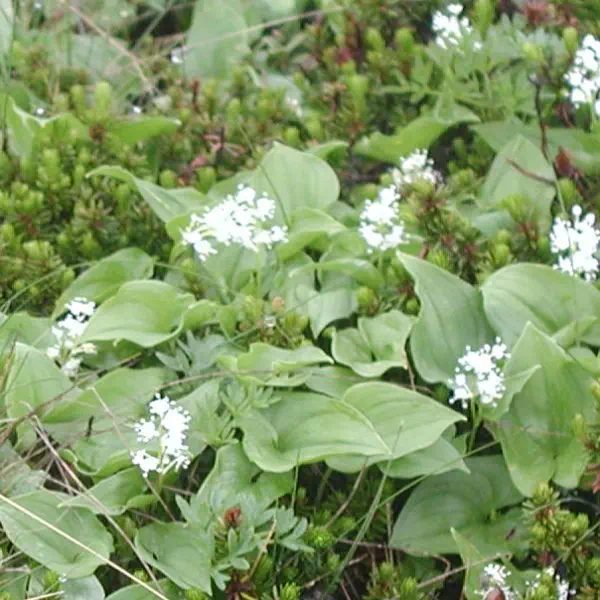 まいづるそう まいづるそう