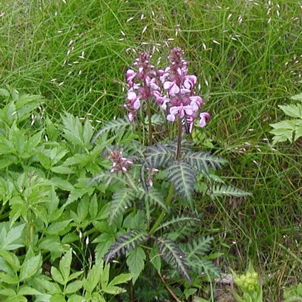 よつばしおがま