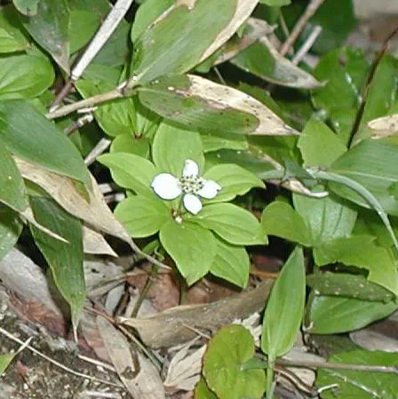 ごぜんたちばな