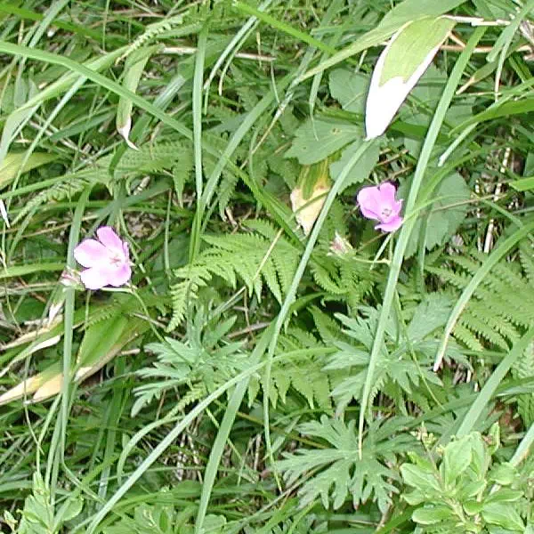 はくさんふうろ