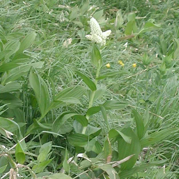 こばいけいそう