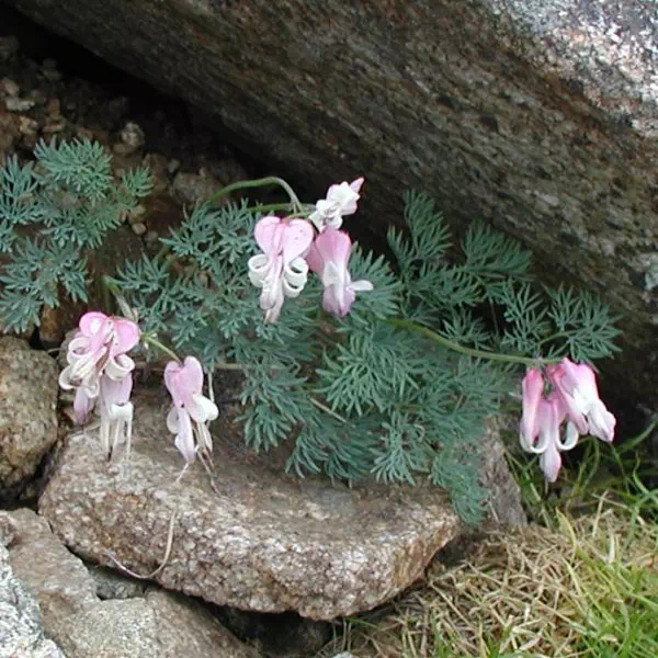 こまくさ こまくさ