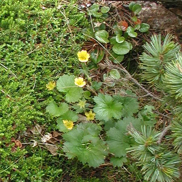 みやまだいこんそう