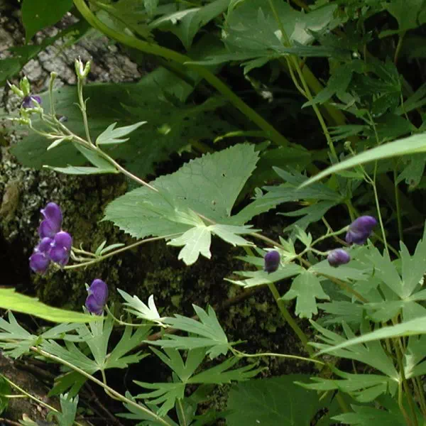 とりかぶと とりかぶと