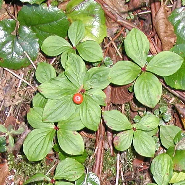 ごぜんたちばな