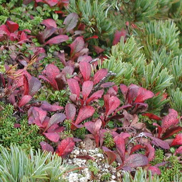 うらしまつつじ