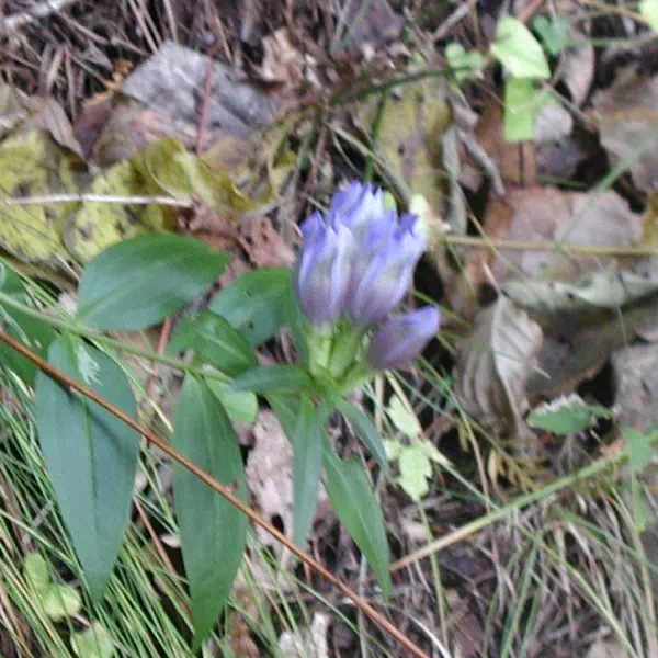 リンド リンドウ