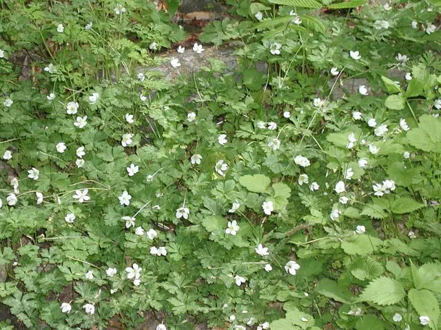 にりんそう にりんそう