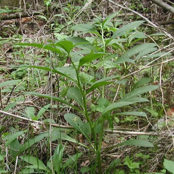 はしりどころ はしりどころ