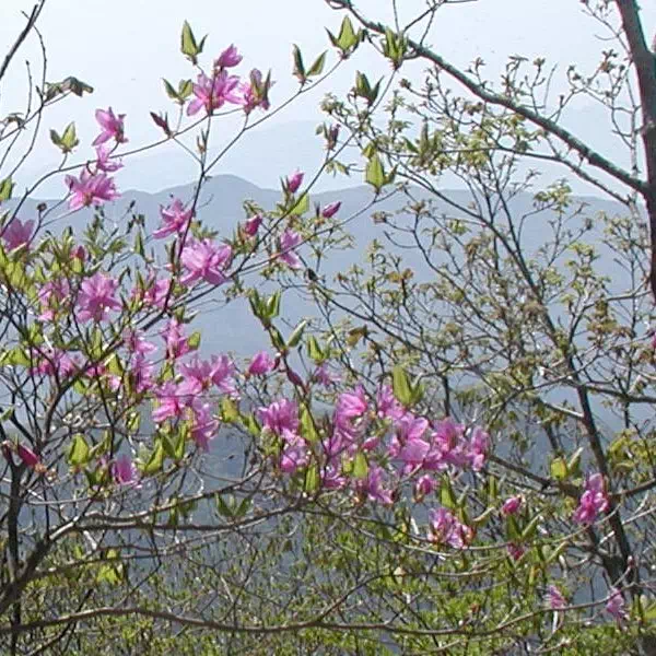 みつばつつじ みつばつつじ