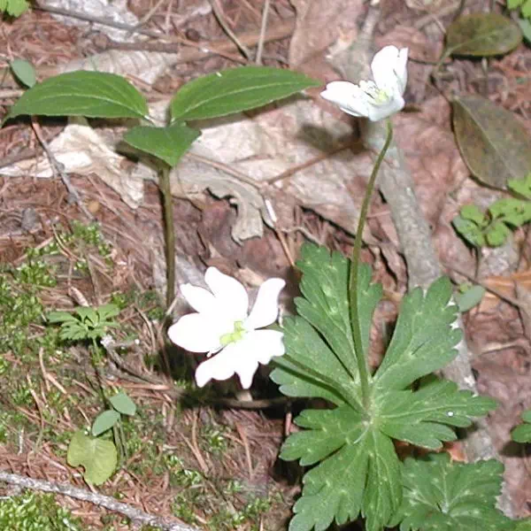 にりんそう にりんそう