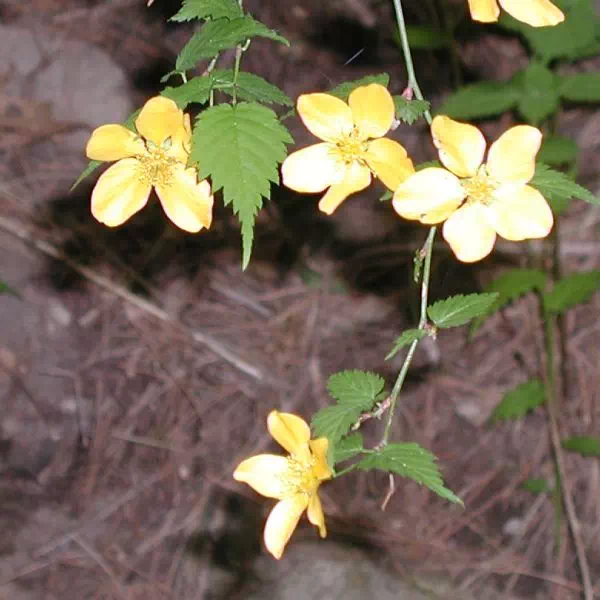 やまぶき やまぶき