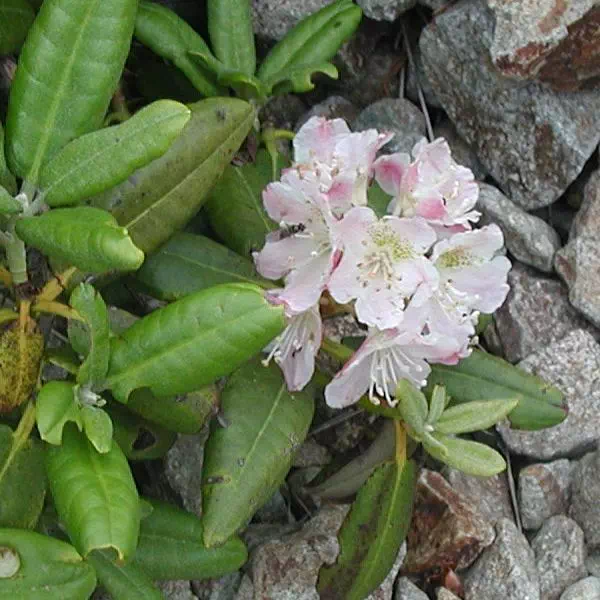 はくさんしゃくなげ