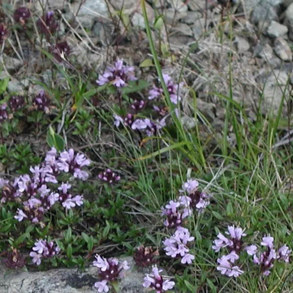 伊吹じゃこうそう