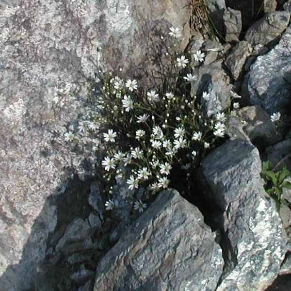 くもまみみなぐさ