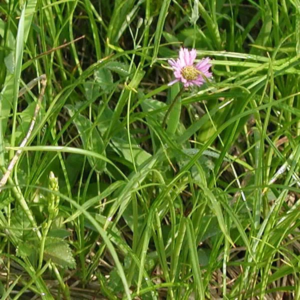 深山あずまぎく