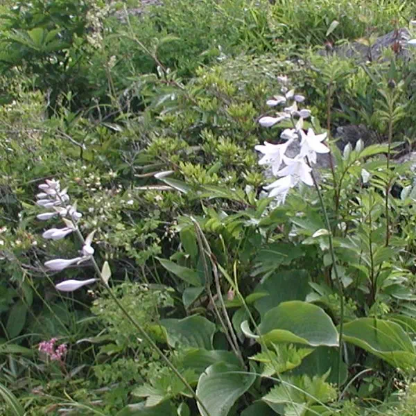 おおばぎぼうし