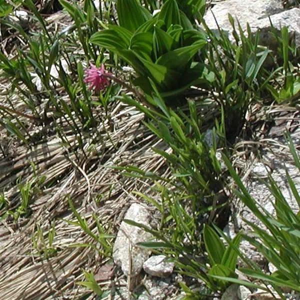 しょうじょうばかま