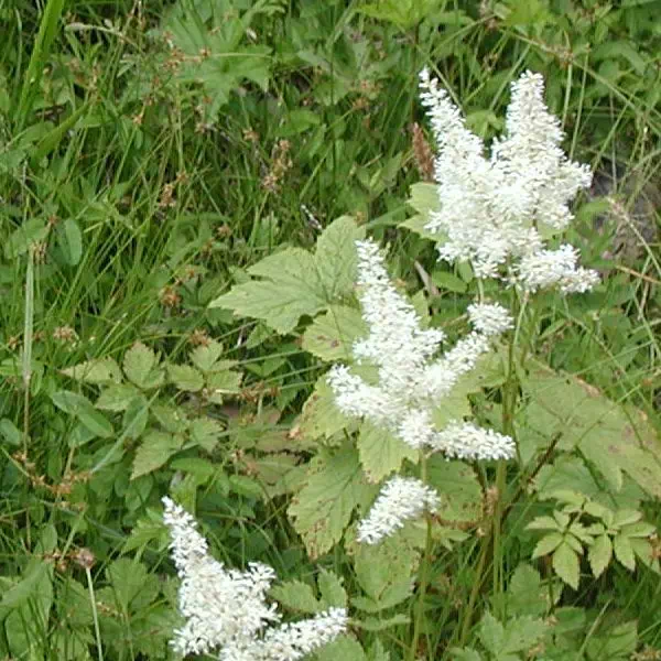 とりあししょうま