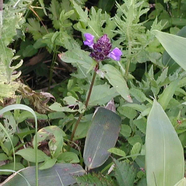 立山ウツボグサ