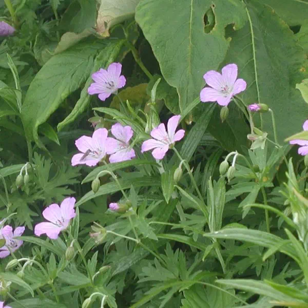 白山ふうろ 白山ふうろ