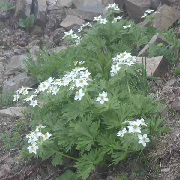 はくさんいちげ はくさんいちげ