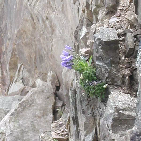 岩ぎきょう 岩ぎきょう