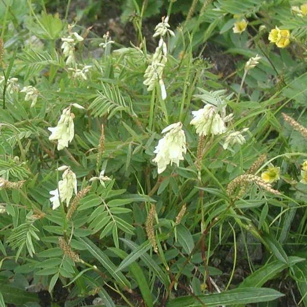 岩おおぎ 岩おおぎ