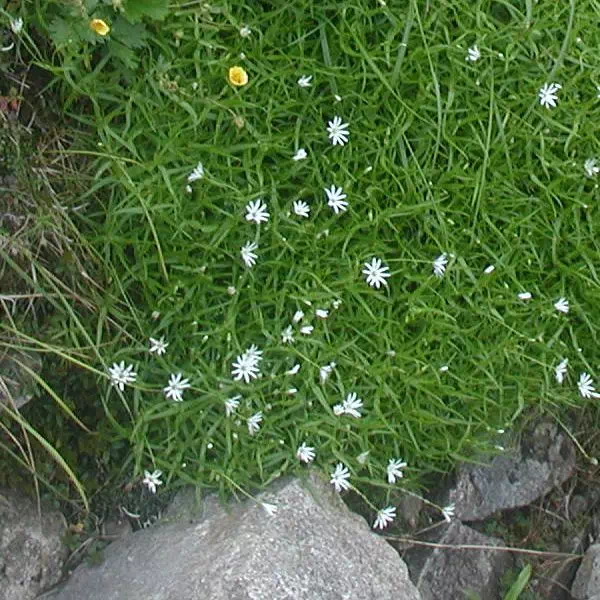 岩つめくさ 岩つめくさ