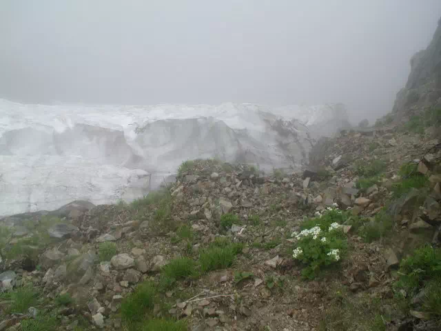 はくさんいちげ はくさんいちげ