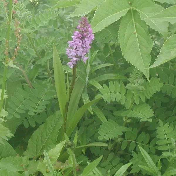 てがたちどり てがたちどり