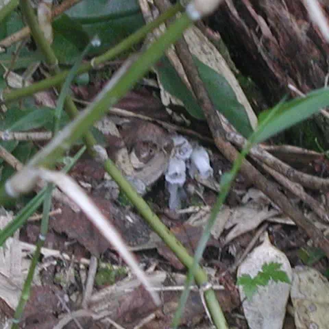 ぎんりょうそう