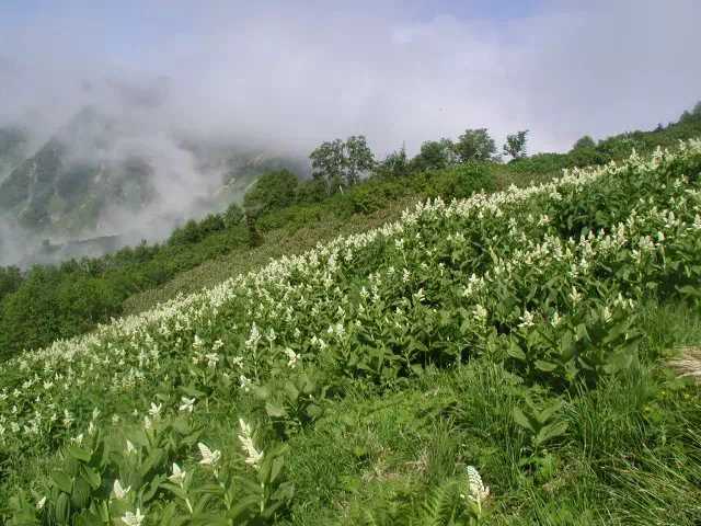 こばいけいそう