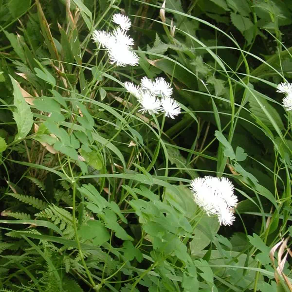 みやまからまつ