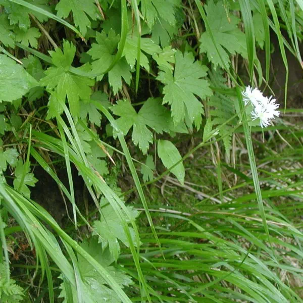 もみじからまつ