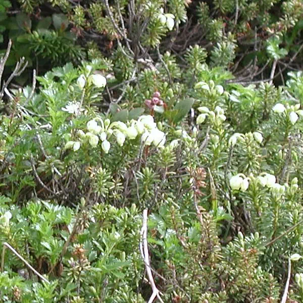 おおつがざくら