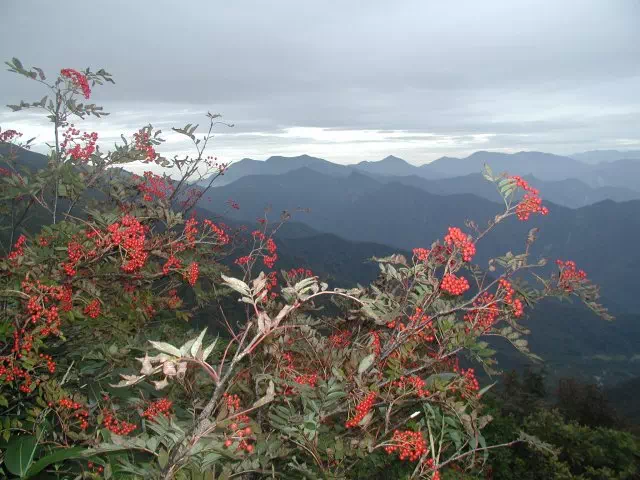 ななかまど ななかまど