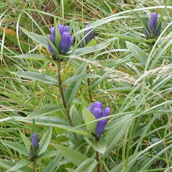 オヤマリンドウ