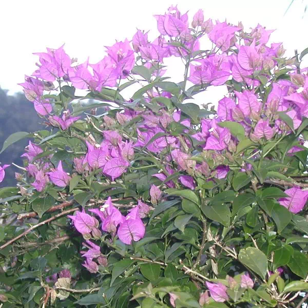 ブーゲンビリア