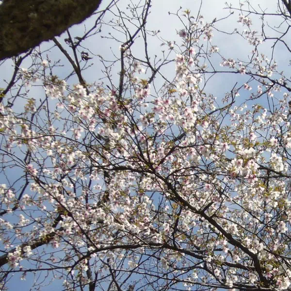 山桜