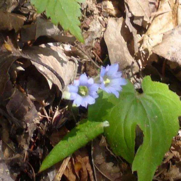 春りんどう 春りんどう