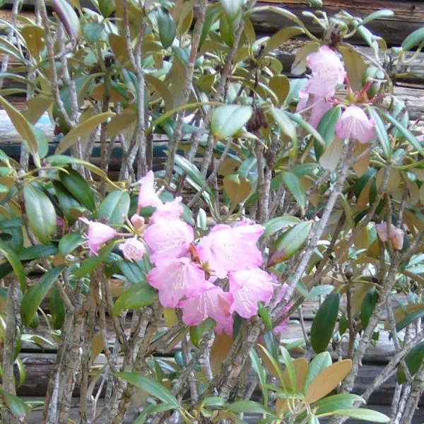 しゃくなげ しゃくなげ