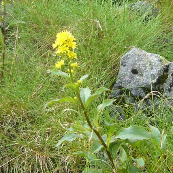 アキノキリンソウ