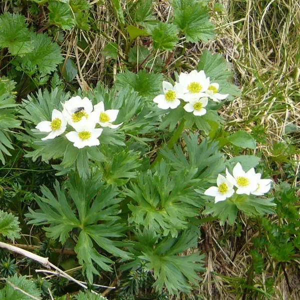 ハクサンイチゲ ハクサンイチゲ