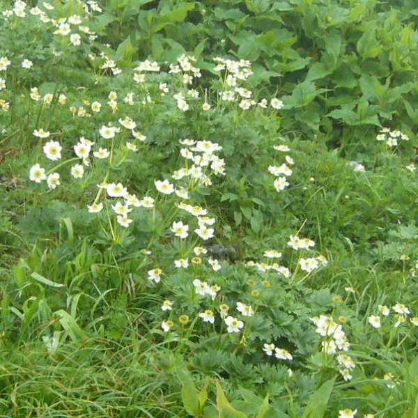 ハクサンイチゲ