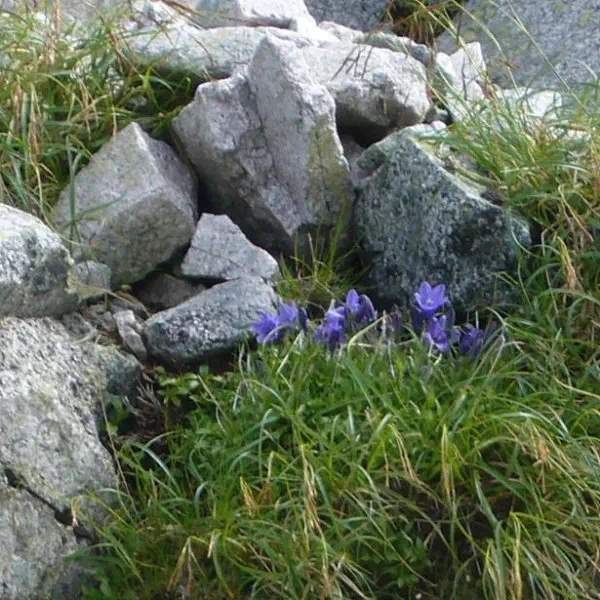 イワギキョウ イワギキョウ