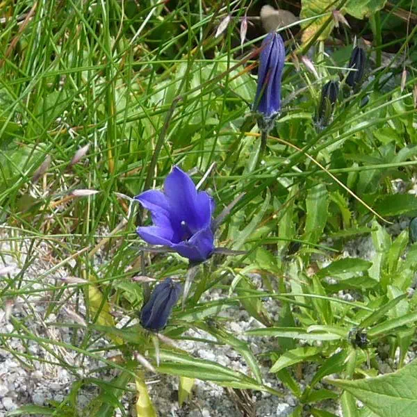 イワギキョウ イワギキョウ