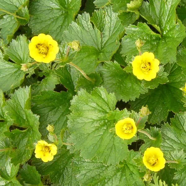 ミヤマダイコンソウ