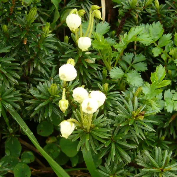 オオツガザクラ