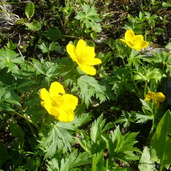 シナノキンバイ